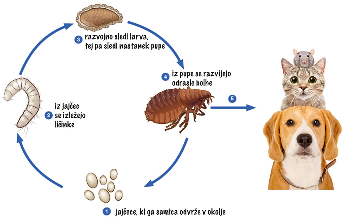 razvoj-bolhe-spletna-lekarna